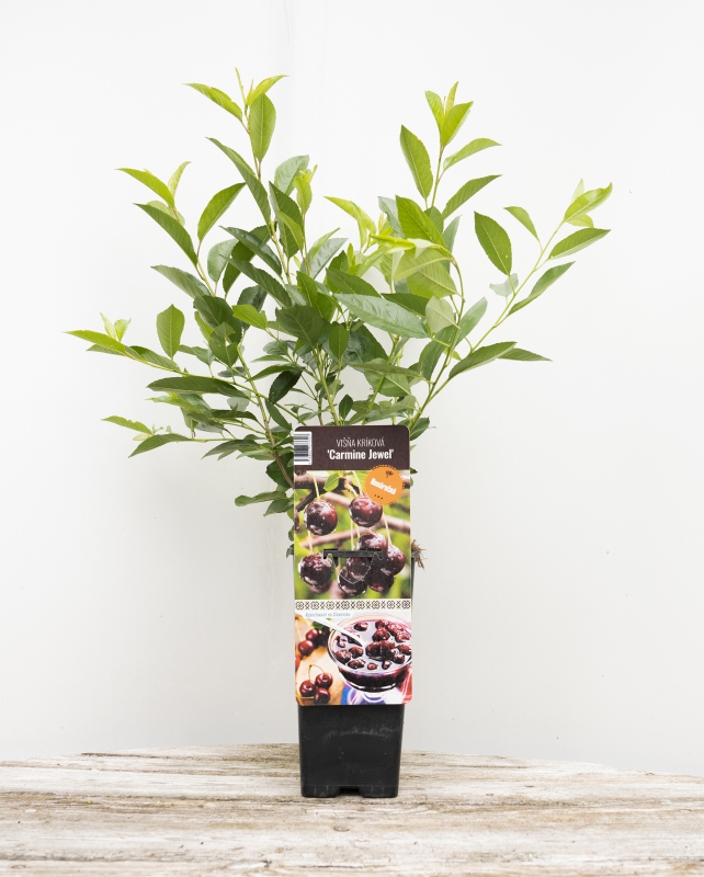 Višňa kríková ´Carmine Jewell´ 5l
