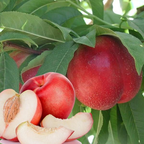 Nektarinka ´Snow Queen´ poloskorá, podpn. GF677, voľnok.