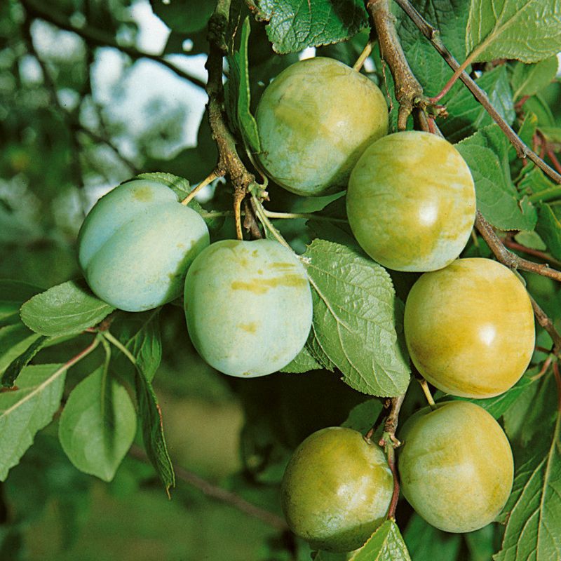 Ringlota "Zelená", podp. Myrobalán, kont. 5l