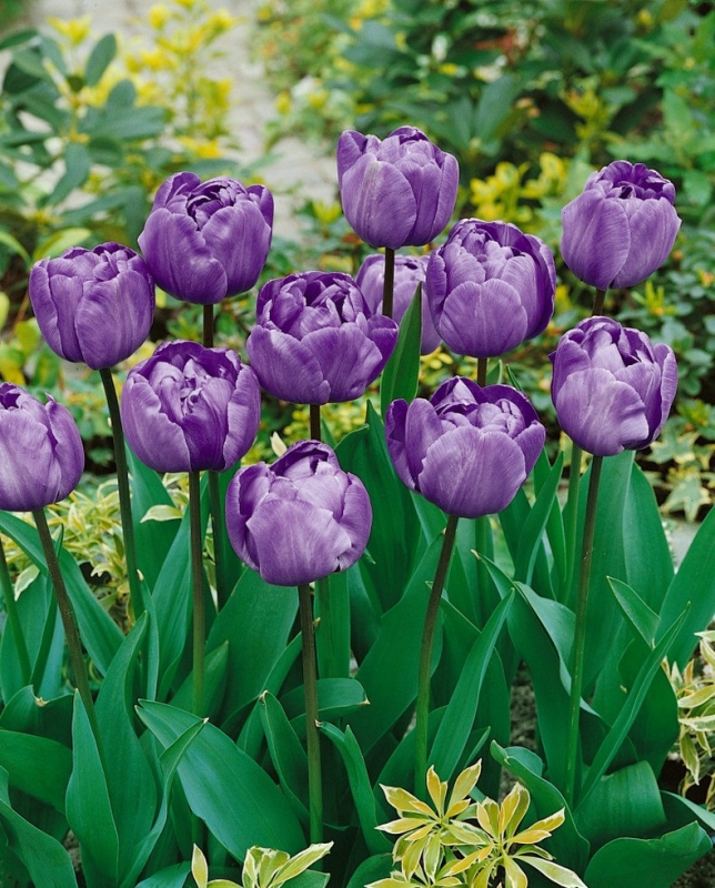 Tulipán plnokvetý ´Blue Diamond´