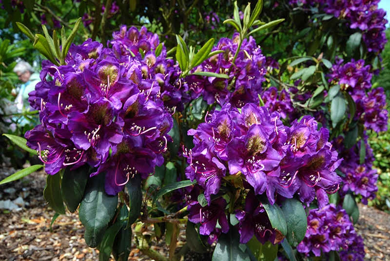 Rododendrón ´Marcel Menard´