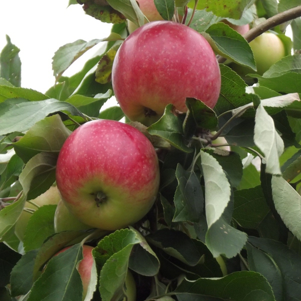 Jabloň ´Šampion´ zimná, podpn. A2, voľnok.