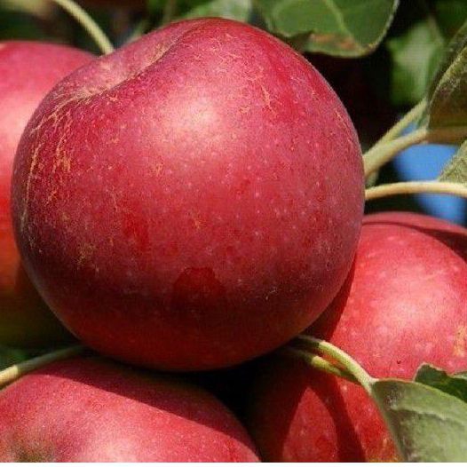 Jabloň ´Melrose´ zimná, podp. M9, voľnok.