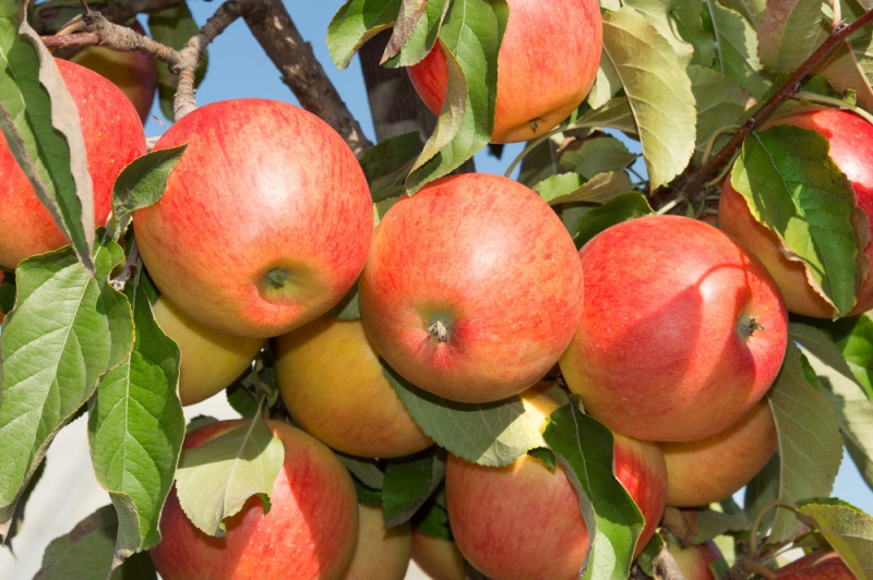 Jabloň stĺpová ´Herald´ zimná, podp. MM106, voľnok.