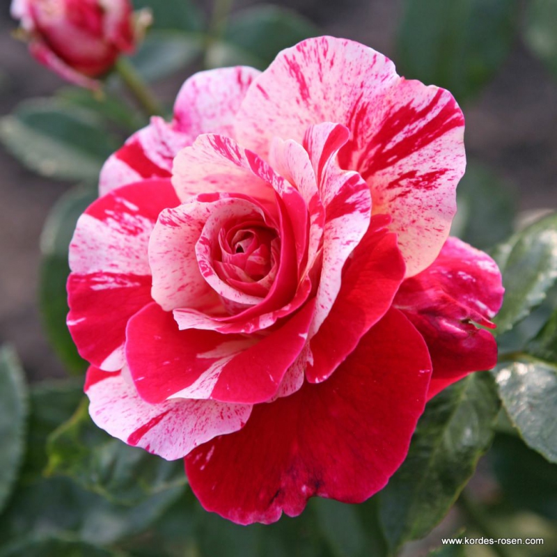 Ruža ´Abracadabra´