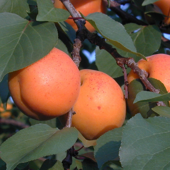 Marhuľa ´Goldrich´poloskorá, podp. Myrobalán, voľnok.