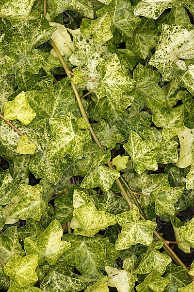 Brečtan popínavý ´Profesor Seneta´