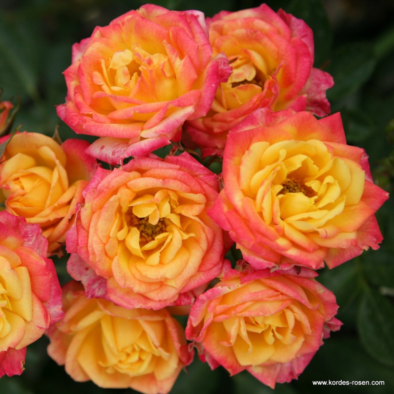 Ruža ´Little Sunset´