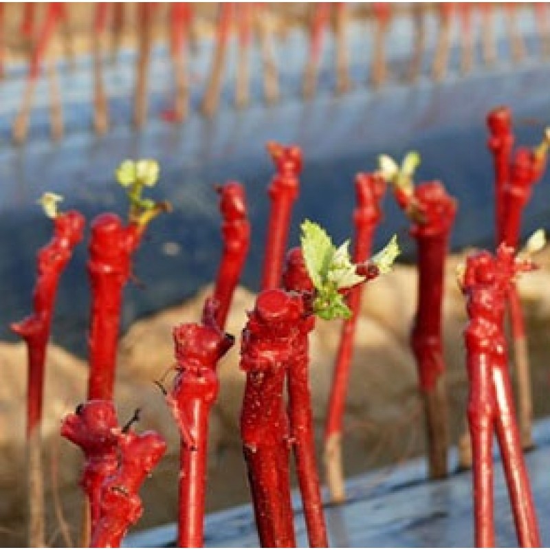 REBWACHS WF štepársky vosk 500g