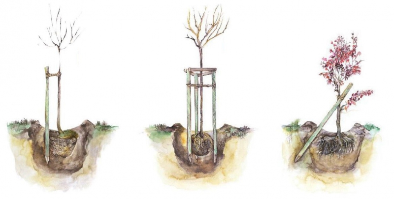 Oporný kôl s hrotom priemer  5cm - výška 250cm