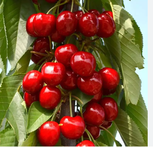 Čerešňa stĺpová ´Sara´, kont. 5l