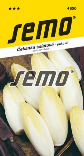 Semo Čakanka puková ´Mechelse Middelvroeg´