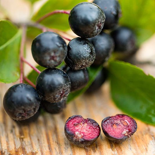 Aronia ´Nero´
