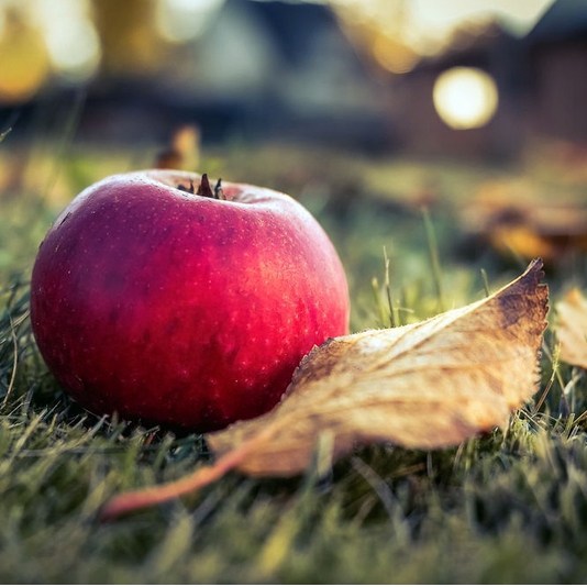 Jabloň "Florina" zimná, podp. A2, kont. 5l