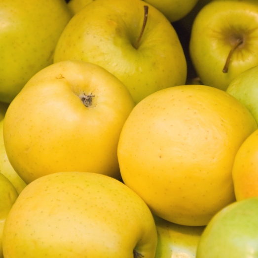 Jabloň "Golden Delicious" zimná, podp. MM106, kont. 5l