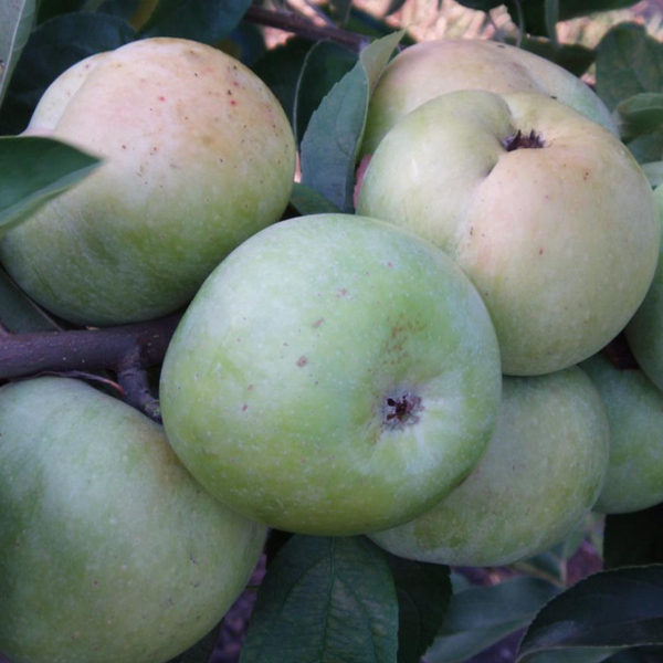 Jabloň "Priesvitná letná" letná, podp. M9, kont. 5l