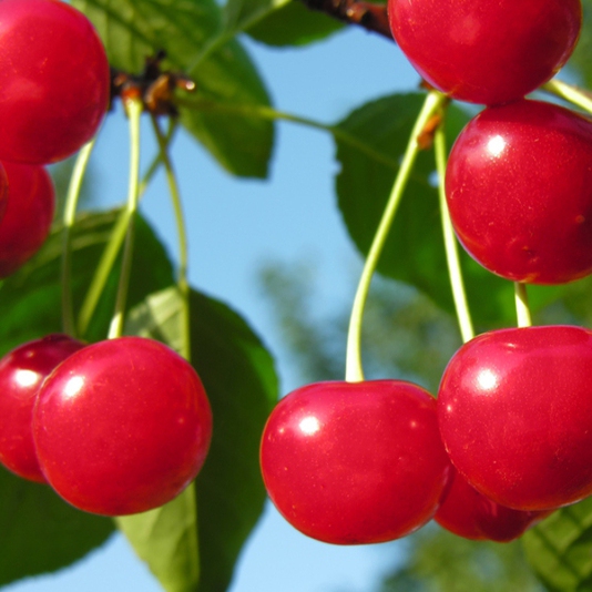 Višňa "Favorit" poloskorá