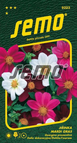 Semo Georgína nízka ´Mardi Gras´