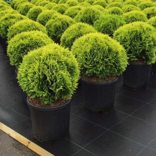 Tuja západná "Mirjam"