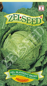 Zelseed Kel hlavkový ´Predzvesť´