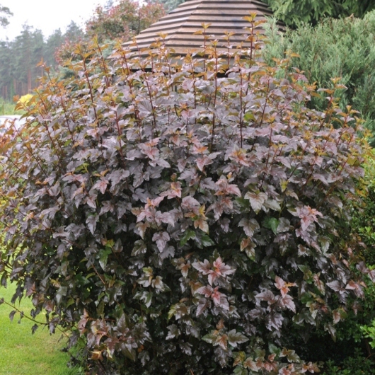 Tavoľa kalinolistá "Red Baron"