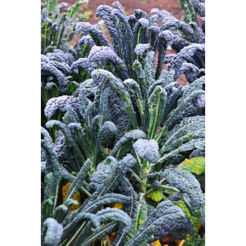Dobrá semena Kel listový ´Nero di Toscana´