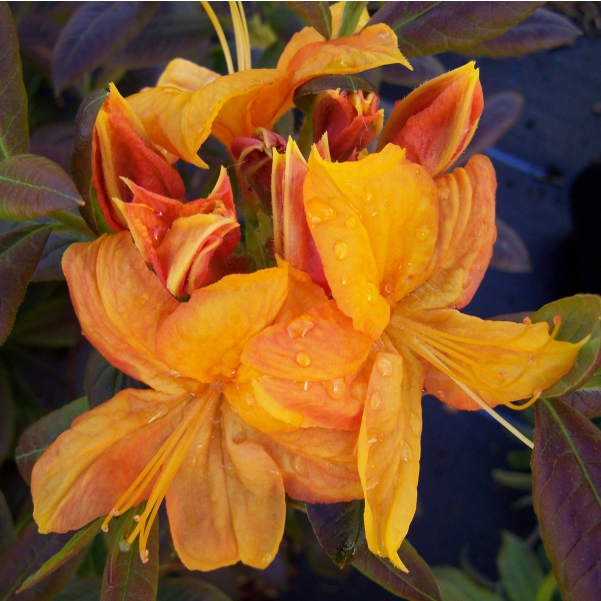 Azalka veľkokvetá ´Klondyke´