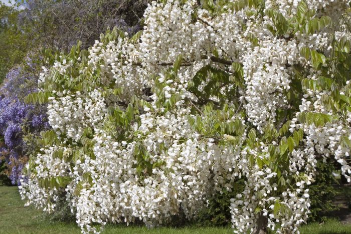 Vistéria vznešená ´White Silk´