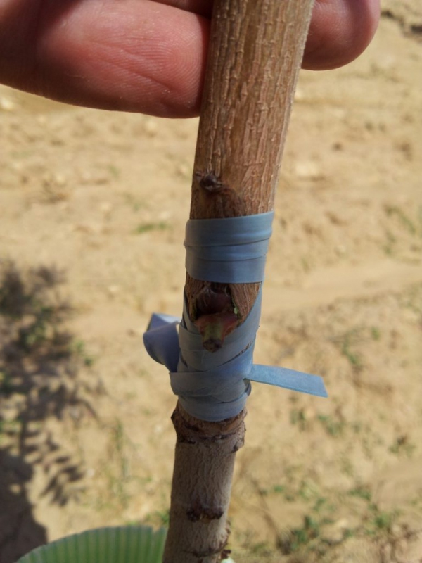 Štepárska gumička 200x6mm