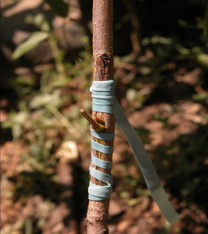 Štepárska gumička 140x3,5mm