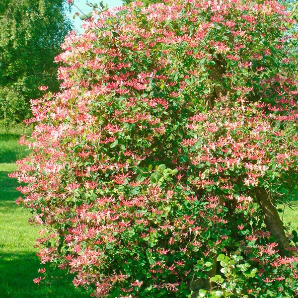 Zemolez ovíjavý ´Belgica´