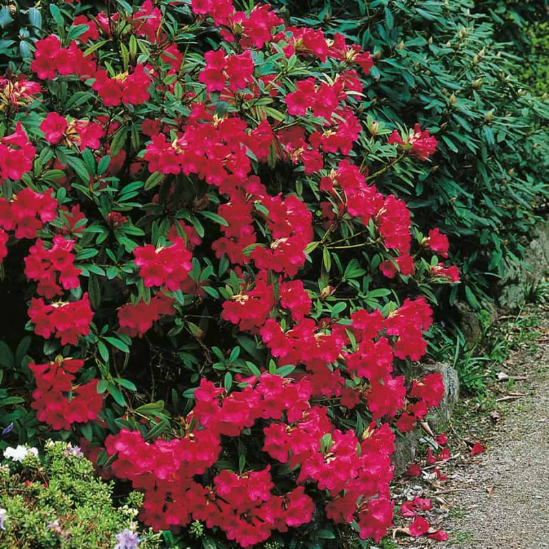 Rododendrón ´Elizabeth´