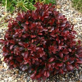 Dráč Thunbergov "Bagatelle"