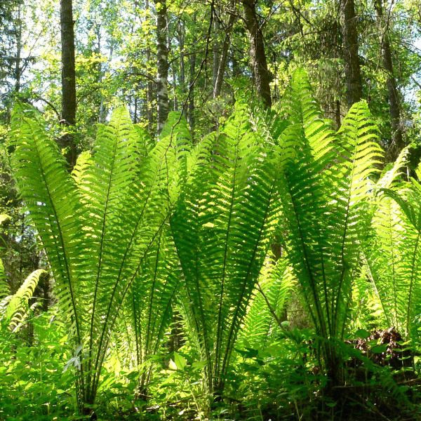 Papraď "Perovník pštrosí"