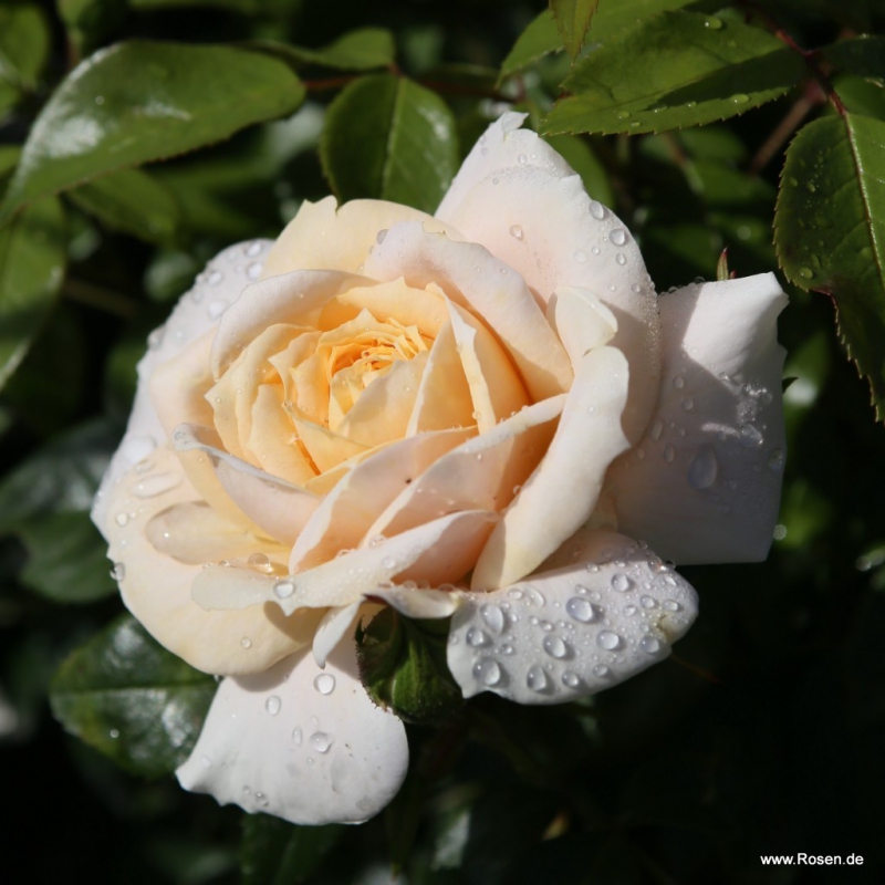 Ruža ´Lions Rose´