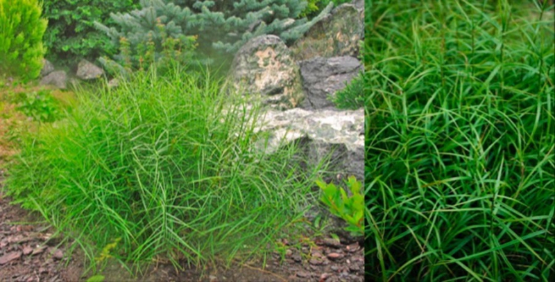 Ostrica muskigumenská ´Little Midge´