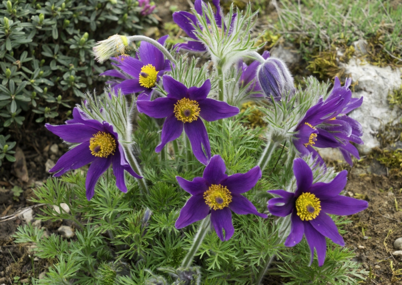 Poniklec obyčajný ´Pinwheel Blue Violet Shades´