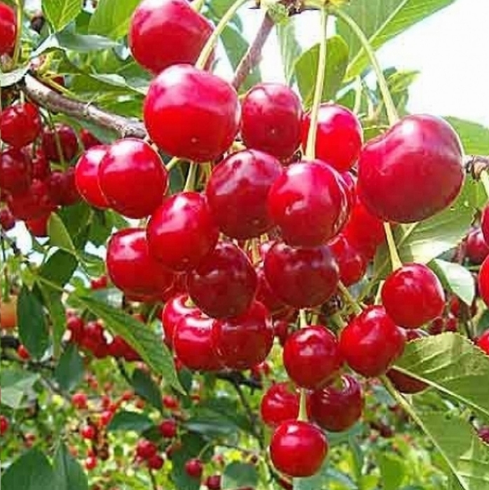 Višňa ´Kelleris´ neskorá, podp. Mahalebka, voľnok.