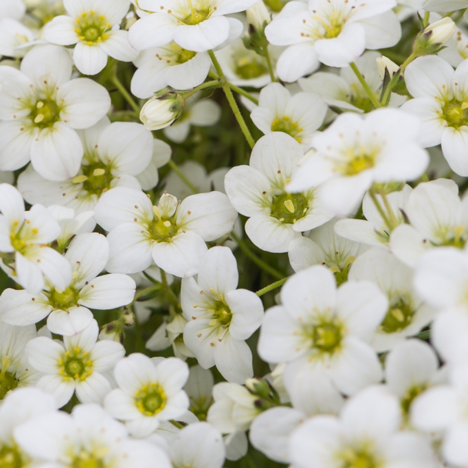 Lomikameň ´Rockies White´