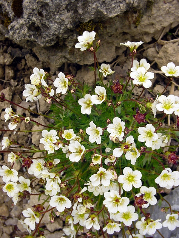 Lomikameň ´Rockies White´