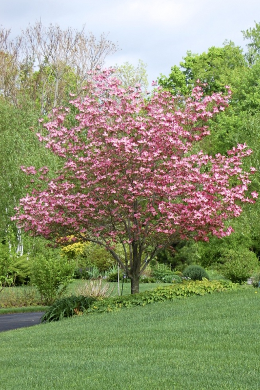 Drieň kvetnatý ´Rubra´