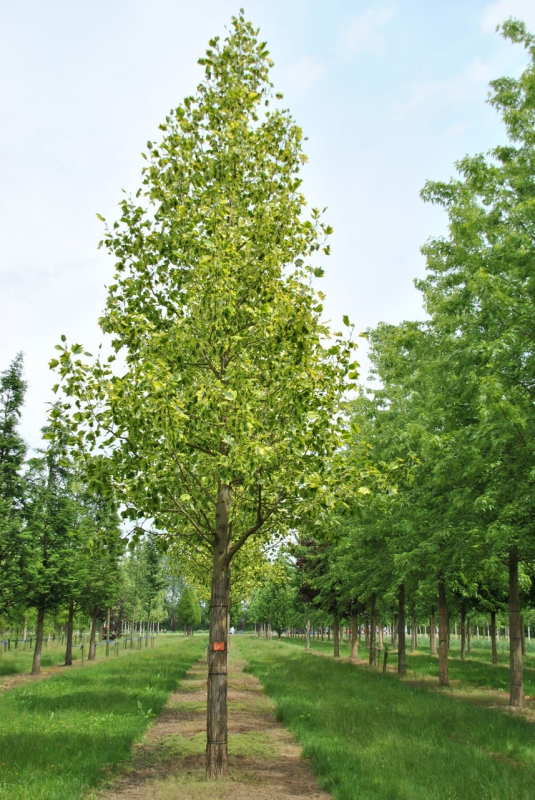Ľaliovník tulipánokvetý  (Liriodendron tulipifera) kmienok 140cm