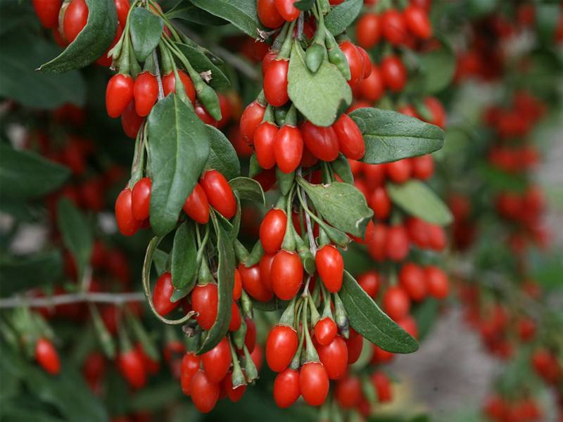 Kustovnica čínska ´Grosfruchtig´