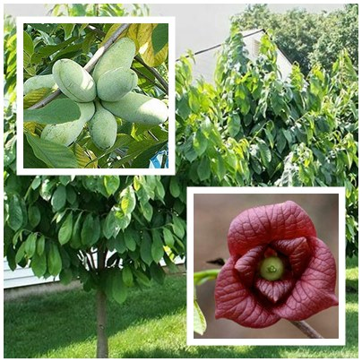 Asimina trojlaločná ´Paw Paw´ - Banán Severu