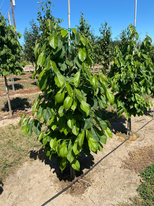 Asimina trojlaločná ´Paw Paw´ - Banán Severu
