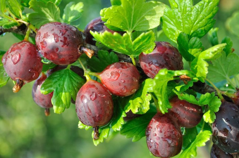 Egreš ´Niesluchowski´ Stromčekový, kont. 2l