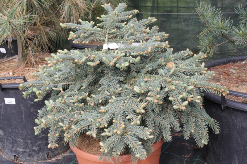 Smrek pichľavý ´Nidiformis Kalouš´