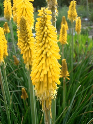 Fakľovka ’Minister Verschuur’