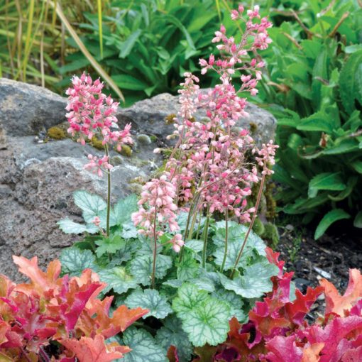 Heuchera ´Little Cutie Peppermint´