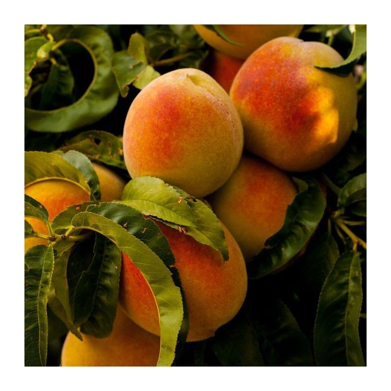 Broskyňa ´Champion´ stredne skorá, podpn. GF677, voľnok.